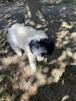 Female 1, a female Poodle - Miniature  for sale in Fountain Inn, SC – Photo 9 of 9