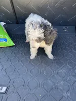 Female 1, a female Poodle - Miniature  for sale in Fountain Inn, SC – Photo 3 of 9