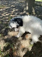 Female 1, a female Poodle - Miniature  for sale in Fountain Inn, SC – Photo 8 of 9