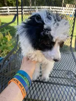 Female 1, a female Poodle - Miniature  for sale in Fountain Inn, SC – Photo 1 of 9