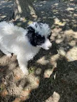 Female 1, a female Poodle - Miniature  for sale in Fountain Inn, SC – Photo 6 of 9