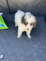 Female 1, a female Poodle - Miniature  for sale in Fountain Inn, SC – Photo 5 of 9