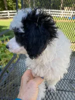 Female 1, a female Poodle - Miniature  for sale in Fountain Inn, SC – Photo 7 of 9