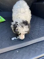 Female 1, a female Poodle - Miniature  for sale in Fountain Inn, SC – Photo 2 of 9