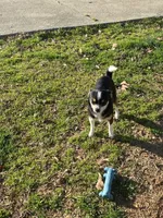 Merle male 2, a male Chihuahua for sale in Fountain Inn, SC – Photo 4 of 5