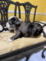 Merle male 2, a male Chihuahua for sale in Fountain Inn, SC – Photo 3 of 5