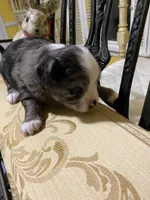 Merle male 2, a male Chihuahua for sale in Fountain Inn, SC – Photo 2 of 5