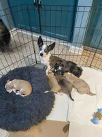 Merle male 2, a male Chihuahua for sale in Fountain Inn, SC – Photo 5 of 5