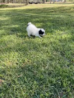 Poodle female 3, a female Poodle - Miniature  for sale in Fountain Inn, SC – Photo 6 of 7