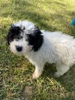 Poodle female 3, a female Poodle - Miniature  for sale in Fountain Inn, SC – Photo 1 of 7