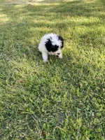 Poodle female 3, a female Poodle - Miniature  for sale in Fountain Inn, SC – Photo 5 of 7