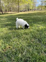 Poodle female 3, a female Poodle - Miniature  for sale in Fountain Inn, SC – Photo 3 of 7