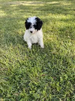 Poodle female 3, a female Poodle - Miniature  for sale in Fountain Inn, SC – Photo 4 of 7