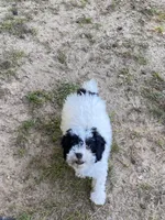 Poodle female 3, a female Poodle - Miniature  for sale in Fountain Inn, SC – Photo 7 of 7