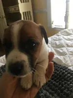 JR male, a male Jack Russell Terrier for sale in Fountain Inn, SC – Photo 3 of 7