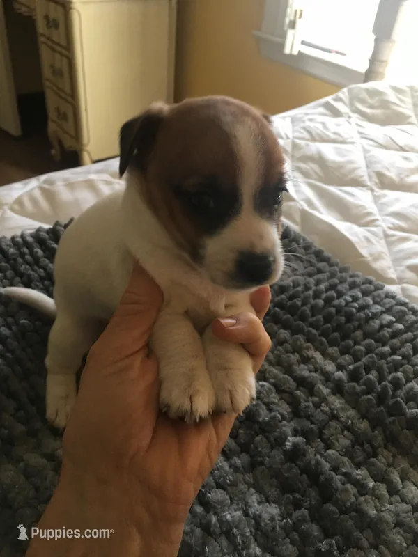 JR male, a male Jack Russell Terrier for sale in Fountain Inn, SC – Photo 1 of 7
