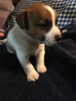 JR male, a male Jack Russell Terrier for sale in Fountain Inn, SC – Photo 2 of 7