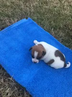 JR male, a male Jack Russell Terrier for sale in Fountain Inn, SC – Photo 7 of 7