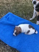 JR male, a male Jack Russell Terrier for sale in Fountain Inn, SC – Photo 6 of 7