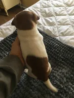 JR male, a male Jack Russell Terrier for sale in Fountain Inn, SC – Photo 4 of 7