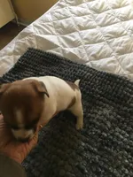 JR male, a male Jack Russell Terrier for sale in Fountain Inn, SC – Photo 5 of 7