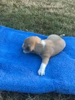 JackChi Male 1, a male Jack Russell Terrier for sale in Fountain Inn, SC – Photo 2 of 3