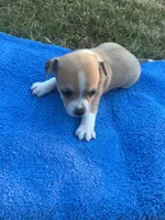 JackChi Male 1, a male Jack Russell Terrier for sale in Fountain Inn, SC – Photo 3 of 3