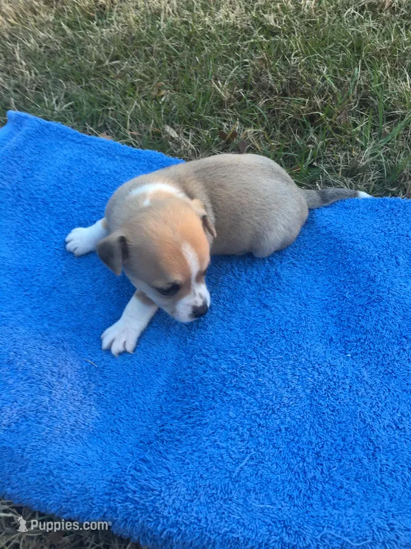 JackChi Male 1, a male Jack Russell Terrier for sale in Fountain Inn, SC – Photo 1 of 3