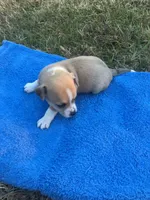 JackChi Male 1, a male Jack Russell Terrier for sale in Fountain Inn, SC – Photo 1 of 3