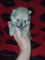  Jake, a male Pomeranian for sale in Strasburg, CO – 2 of 6