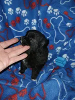 Midnight, a male Pomeranian for sale in Strasburg, CO – 2 of 4