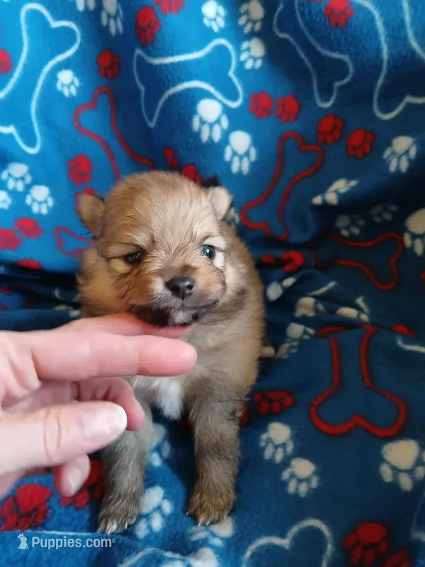 Big Jake – Pomeranian puppy for sale in Strasburg, CO