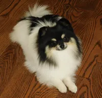  Jake, a male Pomeranian for sale in Strasburg, CO – 6 of 6