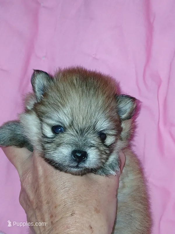 Scarlet O'Hara – Pomeranian puppy for sale in Strasburg, CO
