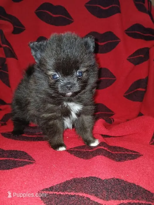 Maverick – Pomeranian puppy for sale in Strasburg, CO