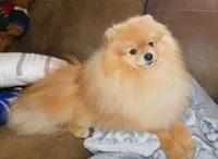  Jake, a male Pomeranian for sale in Strasburg, CO – 5 of 6