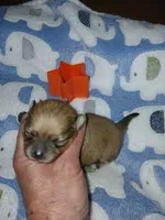Tiny, a male Pomeranian for sale in Strasburg, CO – 1 of 5
