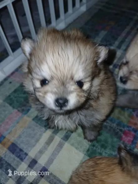 Tiny – Pomeranian puppy for sale in Strasburg, CO