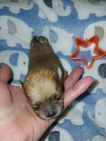 Tiny, a male Pomeranian for sale in Strasburg, CO – 2 of 5