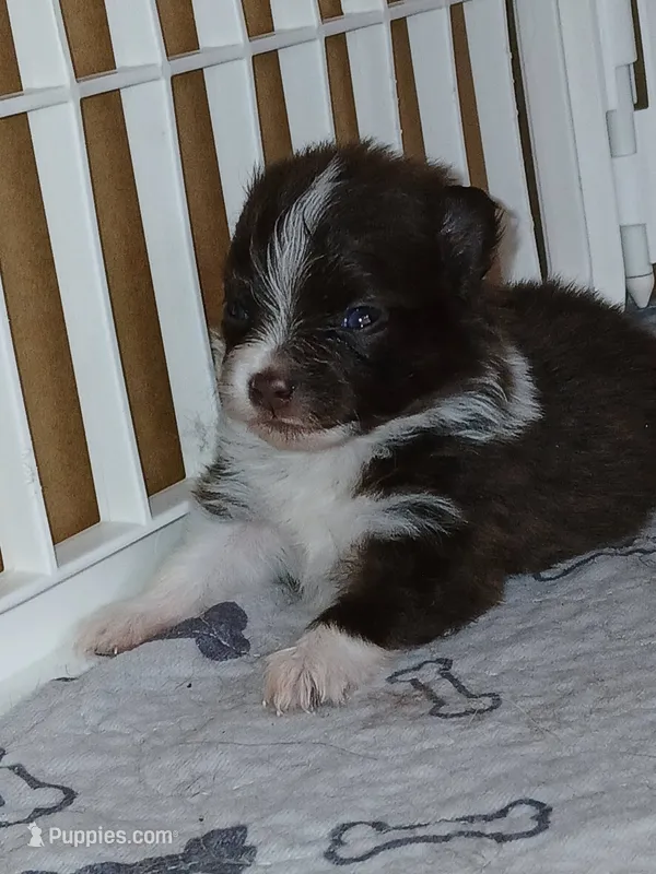 Finn – Pomeranian puppy for sale in Strasburg, CO