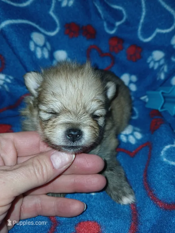 Tiny – Pomeranian puppy for sale in Strasburg, CO