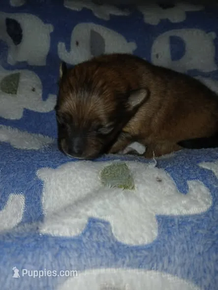Big Jake – Pomeranian puppy for sale in Strasburg, CO