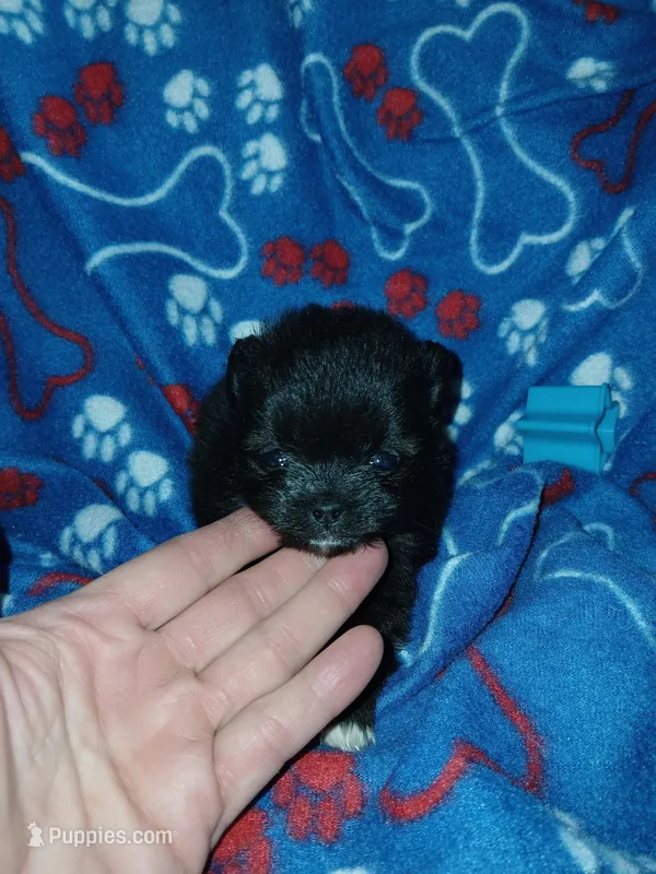 Midnight – Pomeranian puppy for sale in Strasburg, CO
