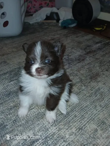Finn – Pomeranian puppy for sale in Strasburg, CO