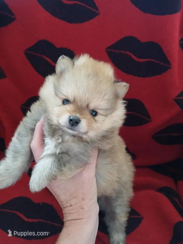 Tiny – Pomeranian puppy for sale in Strasburg, CO