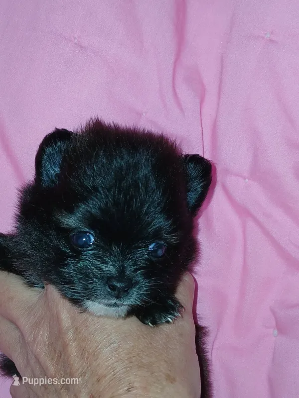 Missy – Pomeranian puppy for sale in Strasburg, CO