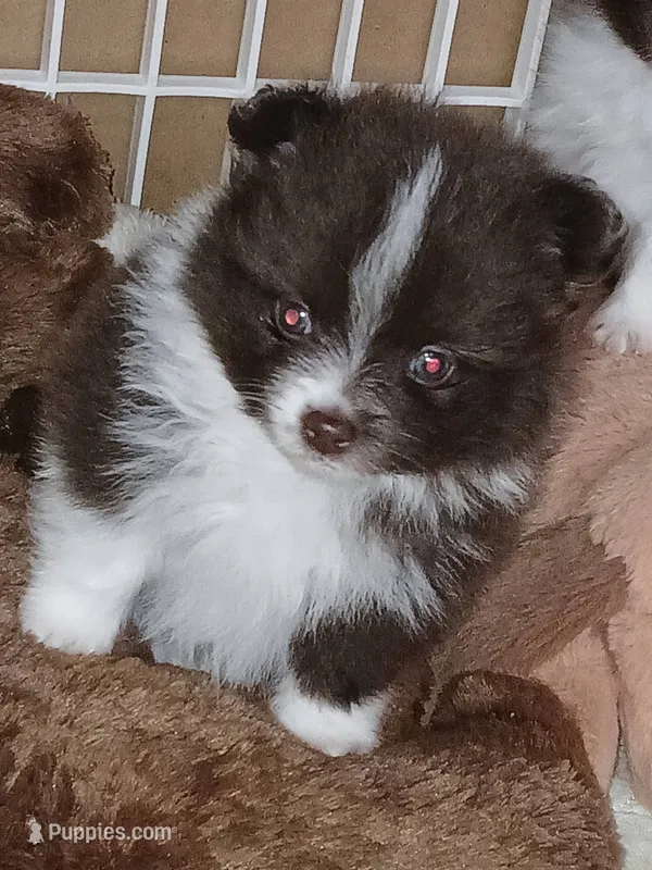 Finn – Pomeranian puppy for sale in Strasburg, CO