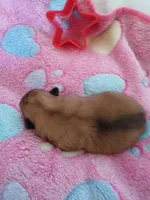 Scarlet O'Hara, a female Pomeranian for sale in Strasburg, CO – 4 of 4
