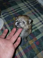 Scarlet O'Hara, a female Pomeranian for sale in Strasburg, CO – 1 of 4
