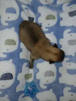 Big Jake, a male Pomeranian for sale in Strasburg, CO – 2 of 5